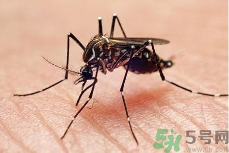 寨卡病毒是如何傳播的？寨卡病毒傳播途徑是什么？