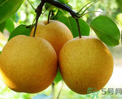 吃梨會(huì)發(fā)胖嗎？吃梨子有什么好處？