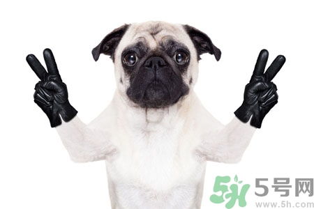 狗狗吃什么最好？狗狗不能吃的食物有哪些？