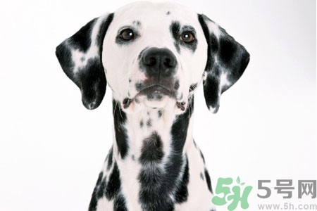 狗狗怎么訓練？狗狗怎么喂養(yǎng)？