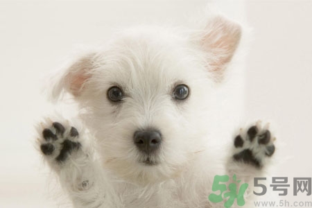 狗狗咳嗽怎么回事？狗狗咳嗽怎么辦？