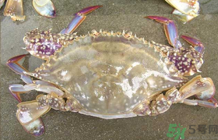 河蟹死了還能吃嗎？河蟹死了多久還能吃？
