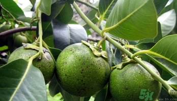 黑柿的營(yíng)養(yǎng)價(jià)值及功效 黑柿怎么吃？