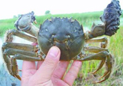盤錦河蟹什么時候最好？盤錦河蟹什么時候最肥？