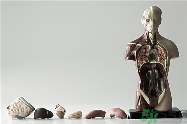 腸炎肚子疼怎么辦？腸炎肚子疼怎么緩解？