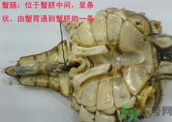 梭子蟹哪些部位不能吃？梭子蟹哪些人不能吃？
