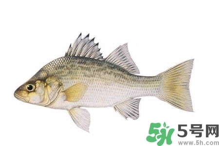 秋季適合吃什么魚？秋季吃魚的好處？