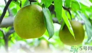 吃梨子喝水會(huì)拉肚子嗎？吃完梨子能喝水嗎？