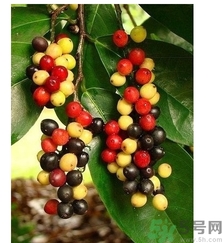 五月茶的功效 五月茶怎么吃？
