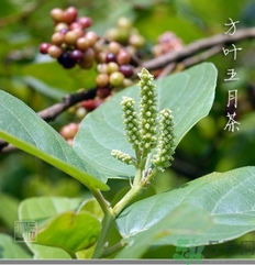 五月茶的功效 五月茶怎么吃？