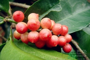 五月茶的功效 五月茶怎么吃？