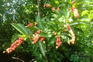 五月茶的功效 五月茶怎么吃？