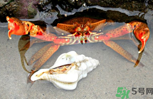 河蟹死了一天能吃嗎？河蟹死了多久不能吃？