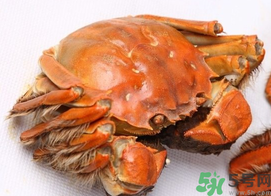河蟹死了一天能吃嗎？河蟹死了多久不能吃？