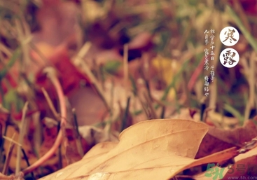 寒露是什么意思？寒露是幾月幾日