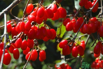 茱萸是什么？重陽節(jié)為什么要插茱萸？