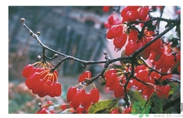 茱萸是什么？重陽節(jié)為什么要插茱萸？