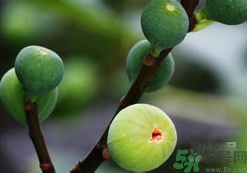 吃無花果會過敏嗎？吃無花果干會過敏嗎？