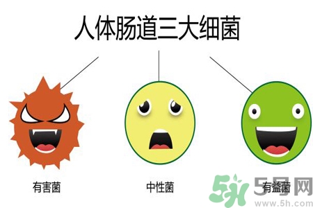 引起腸道老化的原因是什么？四種人腸道老化快
