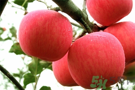 孕婦吃嘎啦果的好處有哪些？嘎啦果的營(yíng)養(yǎng)價(jià)值