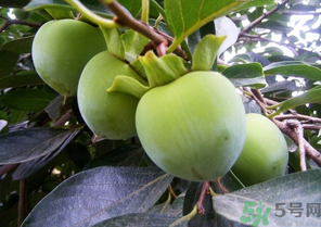 青柿子怎么吃？青柿子能吃嗎？