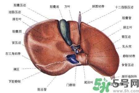 男性護肝的方法有哪些？養(yǎng)肝護肝必吃3大營養(yǎng)素