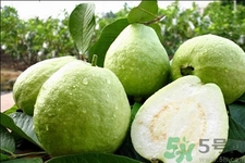 芭樂怎么吃？芭樂的營養(yǎng)價值與功效