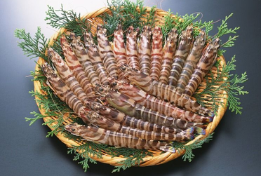 海蝦煮多長時間熟？海蝦怎么煮？