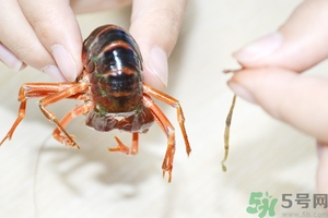 活蝦怎么處理干凈蝦線？活蝦怎么去蝦線？
