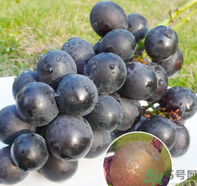 巨峰葡萄怎么保存？巨峰葡萄可以放多久？