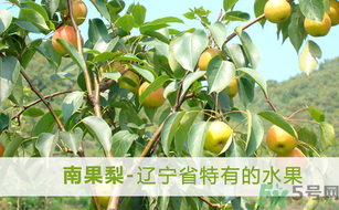 孕婦能吃南國梨嗎？南國梨孕婦可以吃嗎？