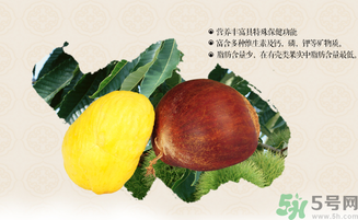 板栗和什么一起泡酒好？板栗泡酒的功效與作用有哪些？