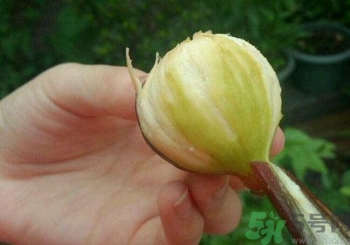 吃無花果要剝皮嗎？吃無花果皮有什么好處？