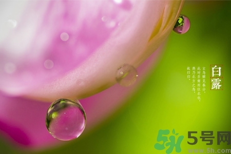 白露節(jié)吃什么？白露節(jié)的傳統(tǒng)美食有哪些？