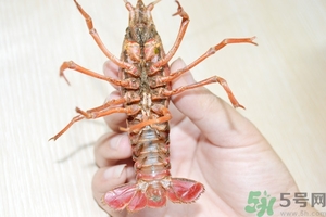 活蝦怎么處理干凈蝦線？活蝦怎么去蝦線？
