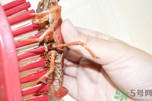 活蝦怎么處理干凈蝦線？活蝦怎么去蝦線？