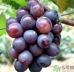 巨峰葡萄怎么有酒味？葡萄有酒味還能吃嗎？