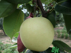 豐水梨和皇冠梨哪個(gè)好？豐水梨和皇冠梨的區(qū)別