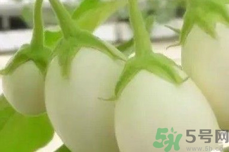 蛋樹是什么？蛋樹可以吃嗎？