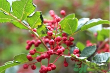 花椒可以治療打鼾嗎？花椒的好處有哪些？