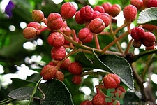 花椒可以治療打鼾嗎？花椒的好處有哪些？