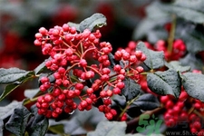 花椒可以治療打鼾嗎？花椒的好處有哪些？