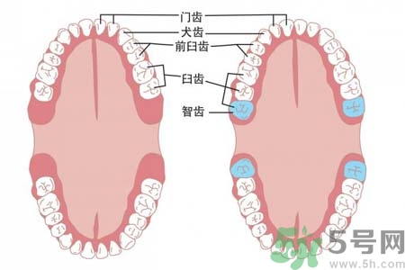 智齒一定要拔掉嗎？什么樣的智齒可以不拔？