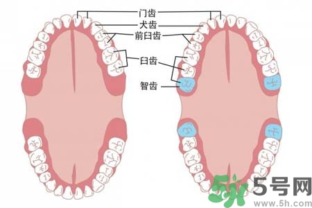 智齒橫著長怎么辦？智齒橫著長一定要拔了嗎？