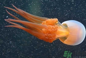 海蜇是發(fā)物嗎？手術后可以吃海蜇嗎？