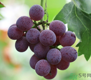 拉肚子能吃葡萄嗎？拉肚子吃什么食物好？
