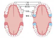 智齒橫著長怎么辦？智齒橫著長一定要拔了嗎？