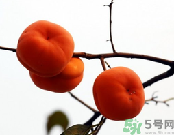 吃柿子會(huì)胖嗎？柿子吃多了會(huì)胖嗎？