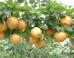 吃豐水梨的好處？豐水梨好吃嗎？