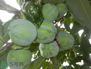 孕婦可以吃青柿子嗎？青柿子孕婦可以吃嗎？